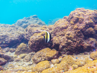 美しいツノダシ（ツノダシ科）他。

日本国静岡県伊豆半島賀茂郡南伊豆町中木から渡し船で渡るヒリゾ浜にて。
2022年10月水中撮影。

Beautiful Moorish Idol (Zanclus cornutus) and others. 
