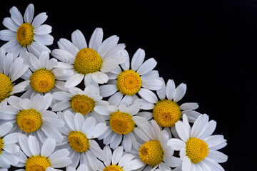 delicate daisies on a black background, place for text, copy space
