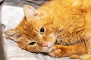 A detailed view of an orange cat resting on a white fabric