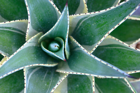 CLOSE UP OF AGAVE...Agave demeesteriana jacobi