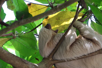 Yawning Sloth