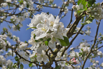 Apfelblüte