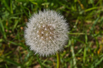 Pusteblume