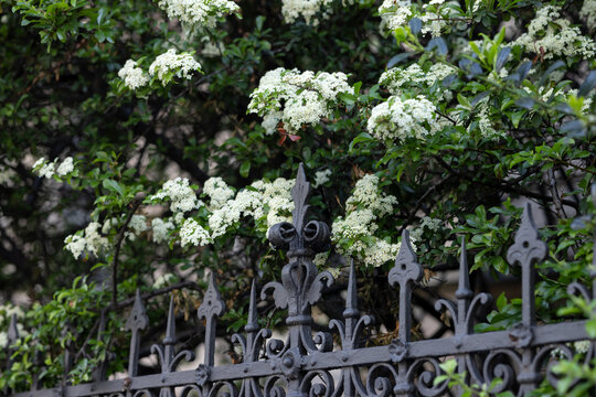 Blooming white pyracantha behind a patterned fence. Bottom