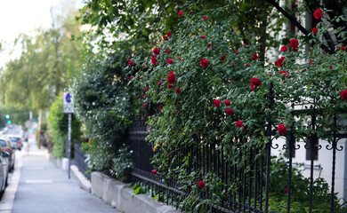 Bushes of red and white terry roses cover a metal fence along the street