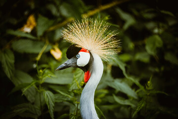 Koronnik żuraw koroniasty Balearicinae Gruidae  Africa Afryka Sahara crane ptak  © 8gruzin8
