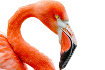 Close-up of a vibrant orange flamingo, showcasing its curved neck and distinct beak. An elegant portrait highlighting the bird's vivid plumage.