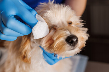 veterinarian doctor treats sore eyes of a dog, medicine for caring for sore eyes of dogs