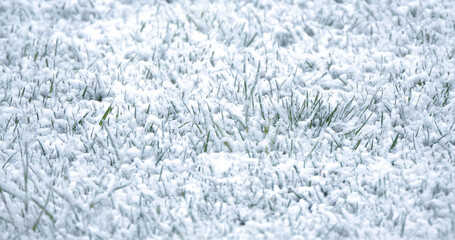 CLOSE UP: Big snowflakes slowly covering freshly greened grass in late spring