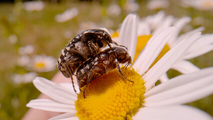 MACRO, DOF: Two tiny Carpet beetles are mating on the blossom of oxeye daisy