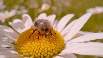 MACRO, DOF: Little Carpet beetle feeds on the pollen of oxeye daisy wildflower