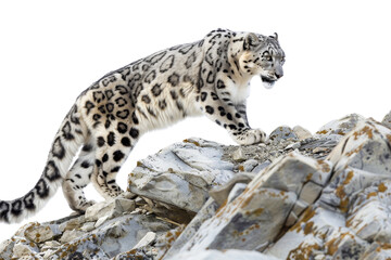 Naklejka premium Snow leopard standing on rocky terrain, showcasing its beautiful fur pattern and majestic presence against a rugged mountainous backdrop.