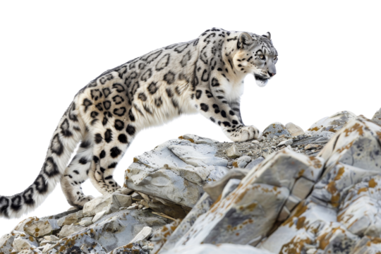 Snow leopard standing on rocky terrain, showcasing its beautiful fur pattern and majestic presence against a rugged mountainous backdrop.