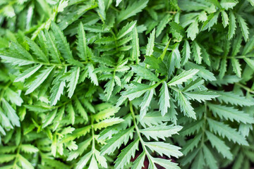 A detailed view of a plant featuring an abundance of vibrant green leaves