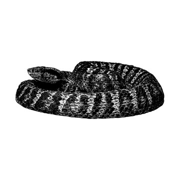 Viper hand drawing vector isolated on background.