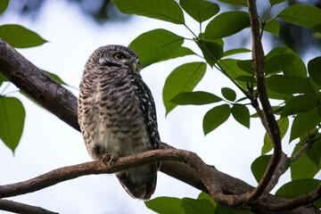 Spotted Owlet, Athene brama perching on a tree branch in forest park, Owl with yellow big eyes,  white eyebrows and neck-band