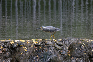 Striated Heron, Butorides striata, Green-backed heron stalking prey slowly by pond, it is a small, squat water bird with short legs, it mainly eats small fish, frogs and aquatic insects
