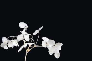 Hortensia hydrangea blooming fresh white flowers with full branch on black background with place...