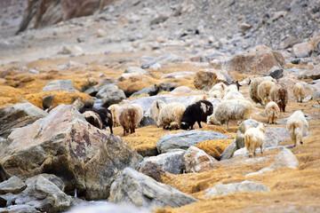 The flock of Awassi Sheeps are grazing in the highe altitude grassland of himalaya.