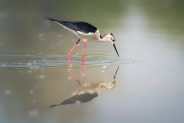 Black-winged stilt (Himantopus himantopus), very long-legged wader in the avocet and stilt family. Nature reserve of the Isonzo river mouth, Isola della Cona, Friuli Venezia Giulia, Italy.	