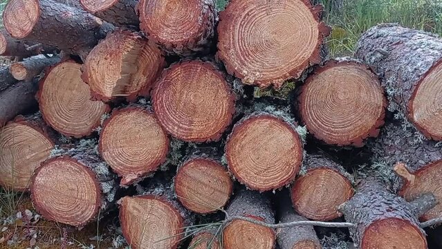 Pine trunks cut and stacked on top of each other, deforestation. Clearing the forests, preparing for winter or the timber and furniture industry.