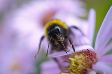 Bumblebee on a flower collecting nectar. Insect on a flower with pollen in nature