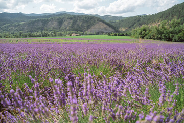 Fototapeta premium Field of lavender in Drome France with green hill backdrop. Beautiful summer landscape on a bright sunny day. Eco responsible sourcing of essential oils and makeup ingredients