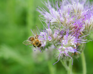 Honeybee on lilac flower collecting nectar and pollen