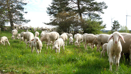 Schafherde, Osterlamm, kleines Lamm auf grüner Wiese, Görauer Anger