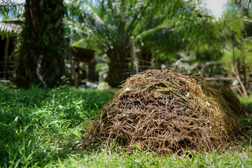 Compost piles are made from agricultural waste such as straw, grass, and banana trees by piling them in layers. Alternate with cow manure or from livestock. for microorganisms to decompose plant waste