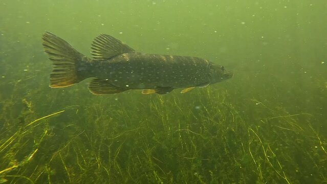 Young Northern Pike Hiding Among Aquatic Plants