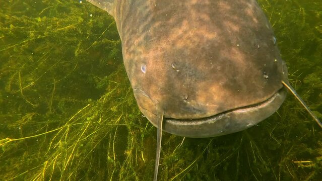 A giant catfish (Silurus glanis) curiously approaches the camera and then swims away into the greenery. Check my gallery for other catfish footages.
