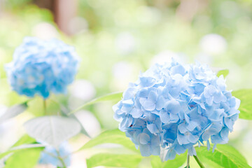 パステルブルーの紫陽花のクローズアップ