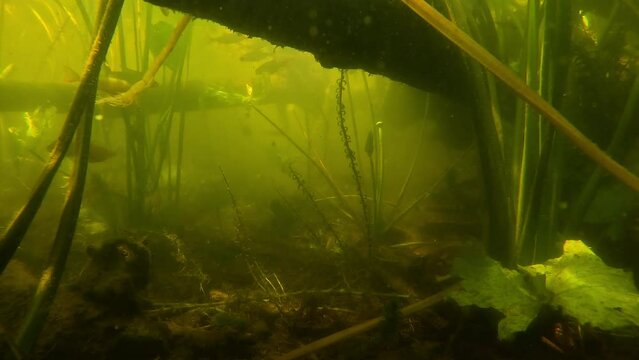 A young giant catfish (Silurus glanis) turns in front of the camera, presenting its sinuous body from the left side. Check my gallery for other catfish footages;