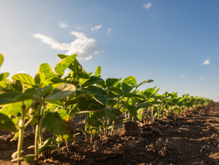Close up of the soy bean plant