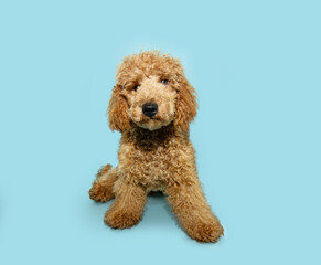 Portrait puppy apricot poodle dog sitting and looking at camera. Isolated on blue pastel background. New memeber family