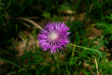 Bright purple flower on dark grass in the background. Psephellus dealbatus, Centaurea diluta, Amberboa
