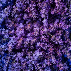 Lavender flowers texture background, lavandula perfume buds pattern, petals banner, fragrance lilac blossoms