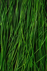 Fototapeta premium Green onion pattern, fresh chive pile texture background, green leek banner, scallion greens pieces