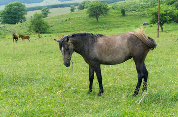 Beautiful dark brown horse on a grass field. The other two are in the background