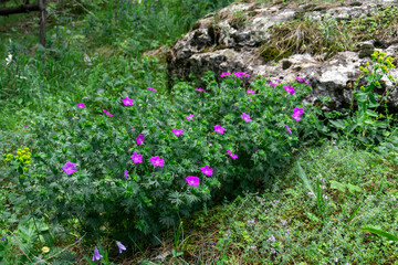 Many blooming geraniums on the grass near the rock. Geranium sanguineum