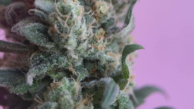 Ripe bud of female cannabis with ripe calyx, pistils and trichomes, rotates macro. Marijuana flower bud with lots of trichomes and thc resin. Concept ligalise, alternative