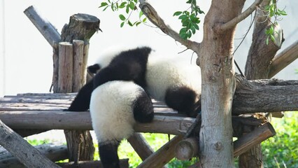 giant panda bear mother playing with baby cub at Chengdu China outdoor , sweet family moment
