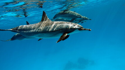 
Dolphins. Spinner dolphin. Stenella longirostris is a small dolphin that lives in tropical coastal waters around the world. 
