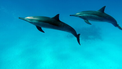 Dolphins. Spinner dolphin. Stenella longirostris is a small dolphin that lives in tropical coastal waters around the world. 