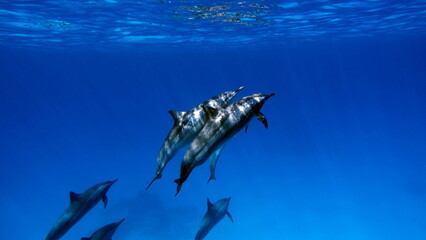 Dolphins. Spinner dolphin. Stenella longirostris is a small dolphin that lives in tropical coastal...