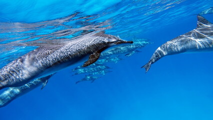 
Dolphins. Spinner dolphin. Stenella longirostris is a small dolphin that lives in tropical coastal...