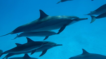 
Dolphins. Spinner dolphin. Stenella longirostris is a small dolphin that lives in tropical coastal waters around the world. 
