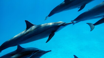 Dolphins. Spinner dolphin. Stenella longirostris is a small dolphin that lives in tropical coastal waters around the world. 