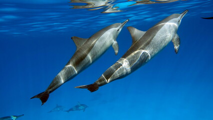 Dolphins. Spinner dolphin. Stenella longirostris is a small dolphin that lives in tropical coastal...